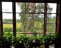 Utsikt från Ainola matsals fönster till Tusby träsk